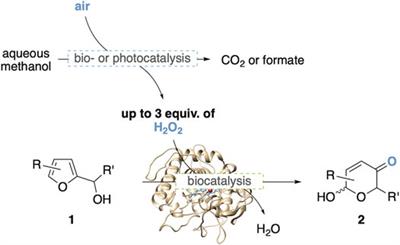 Methanol-Driven Oxidative Rearrangement of Biogenic Furans – Enzyme Cascades vs. Photobiocatalysis